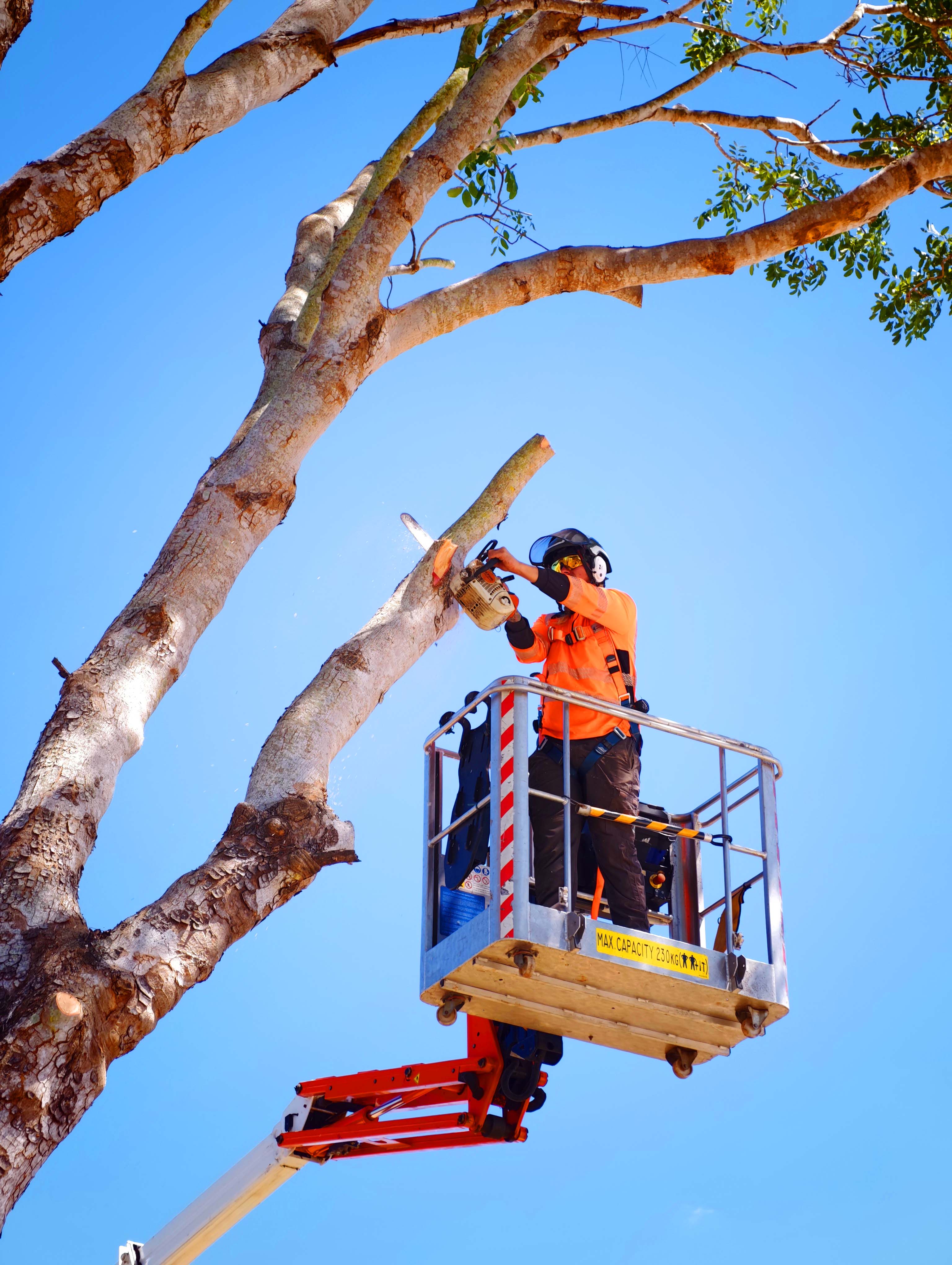 Tree service job in Townsville