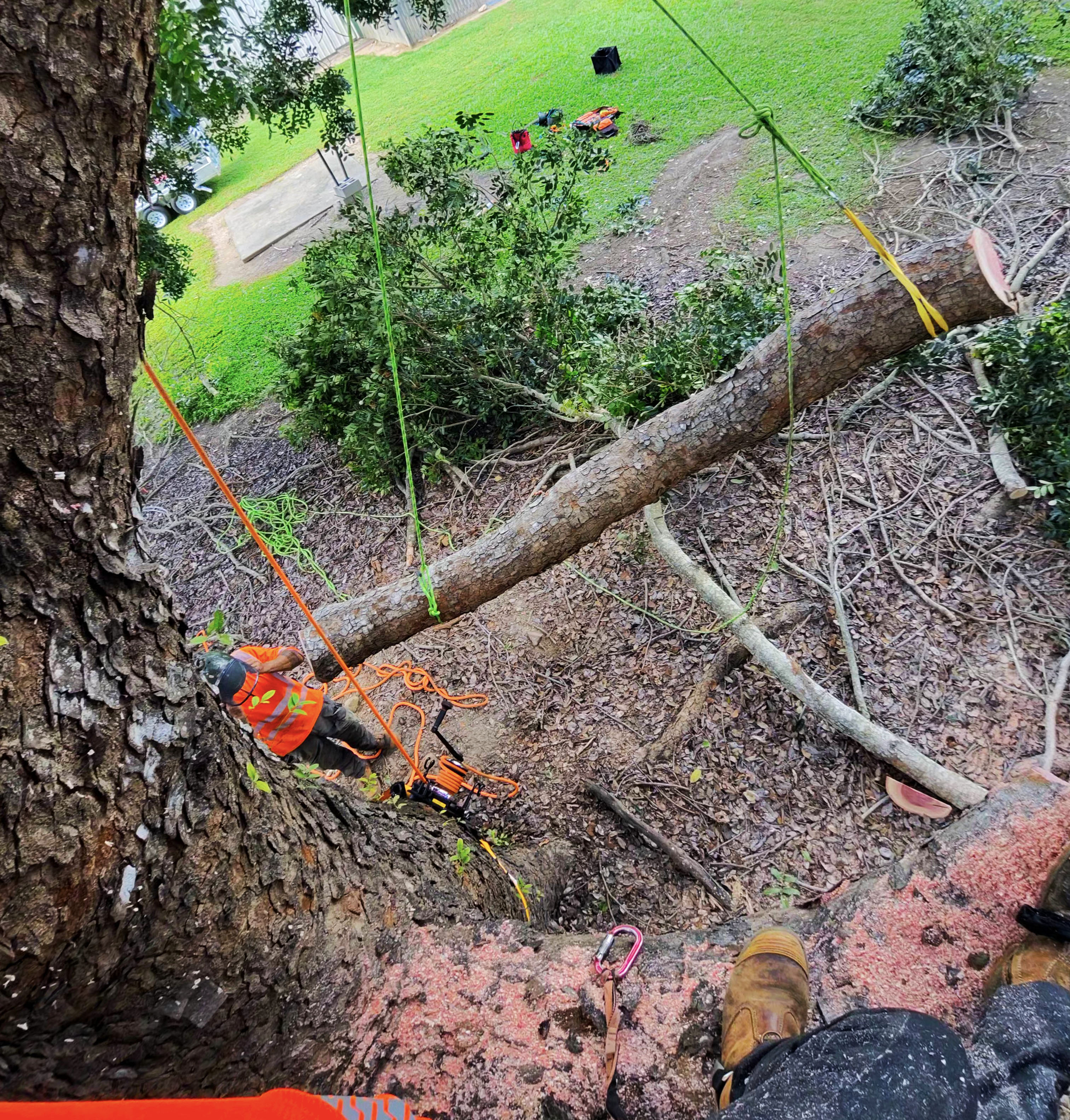 Tree removal in Townsville