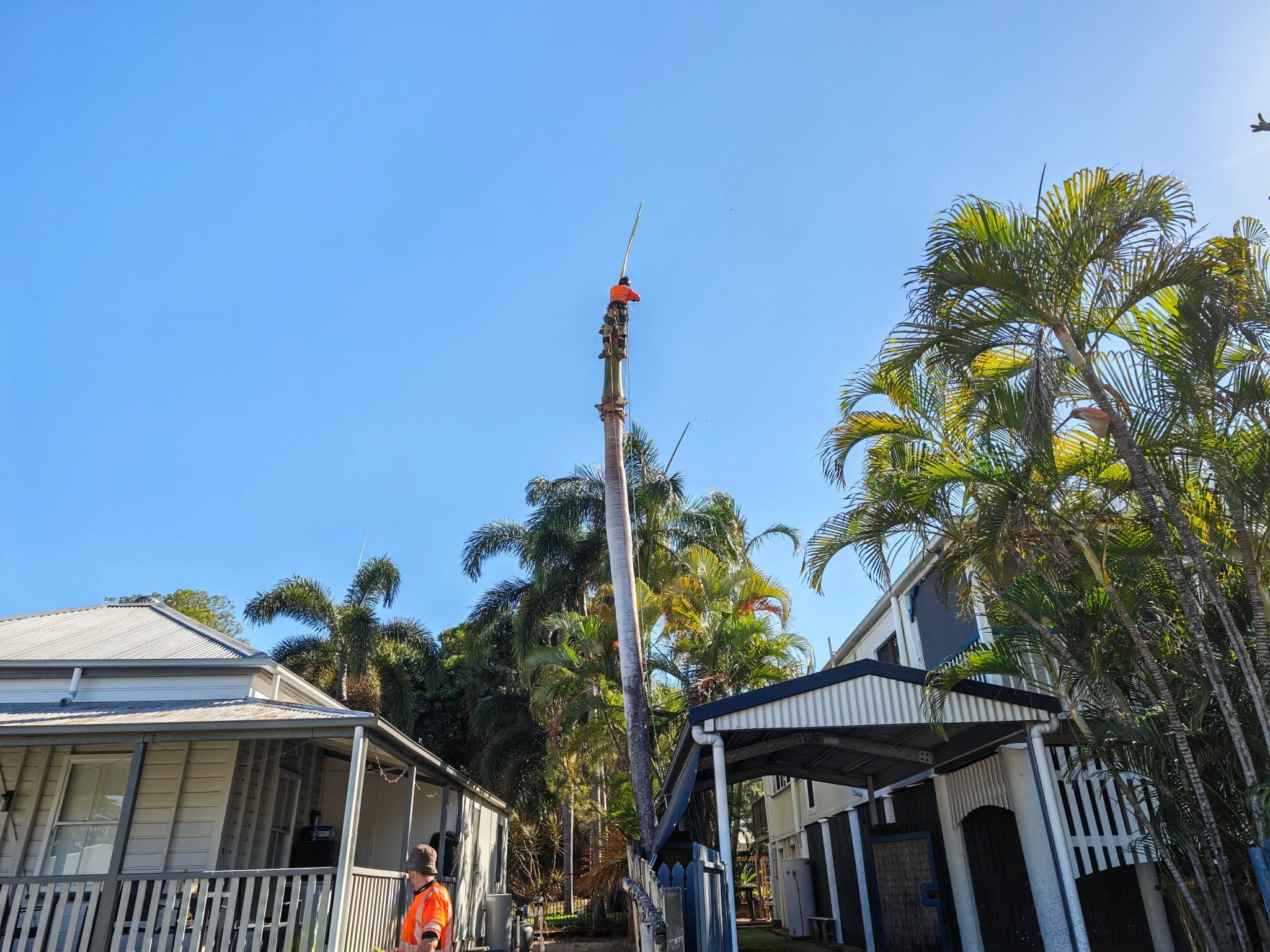 Professional tree removal in Townsville