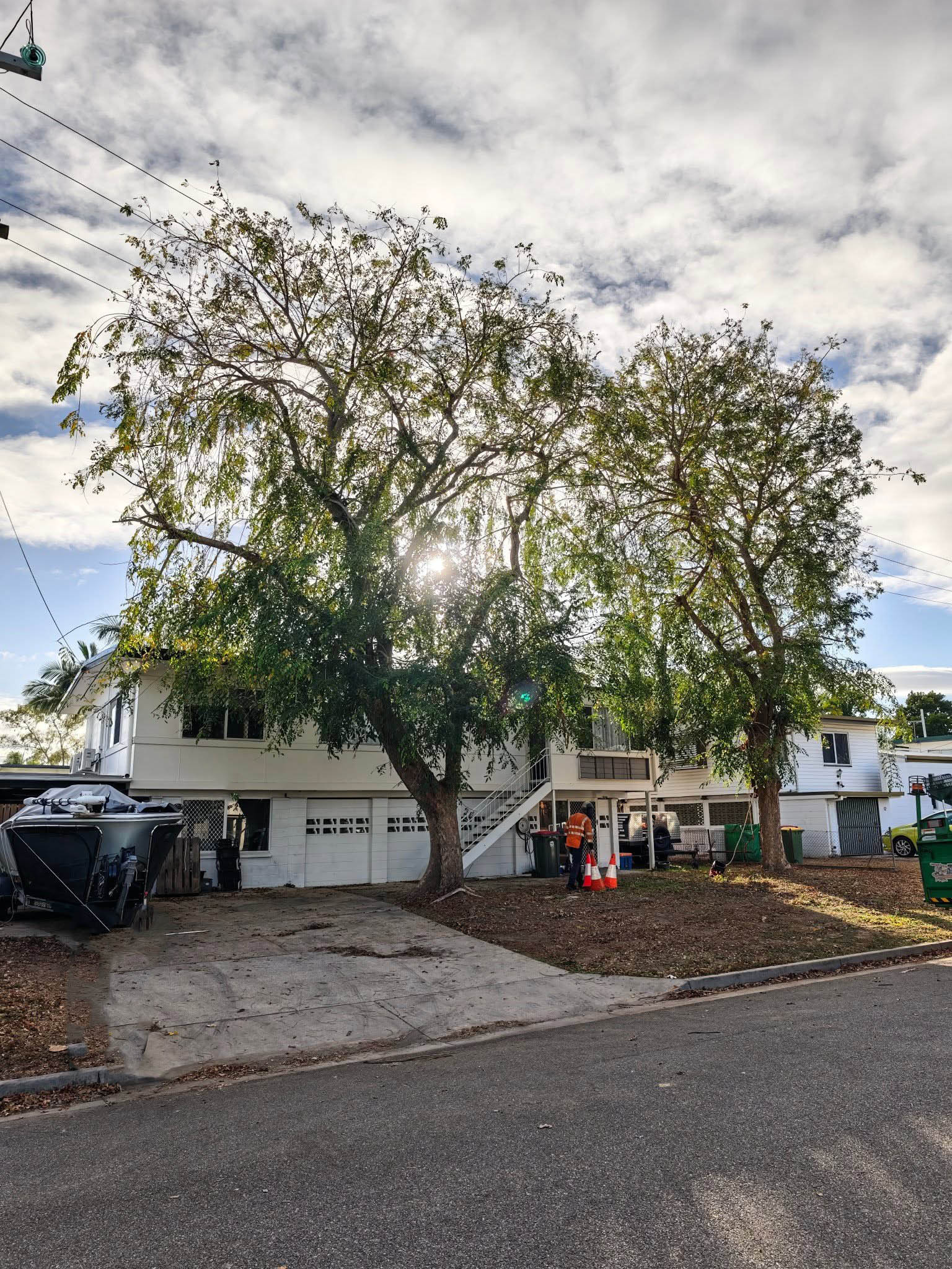 Tree cutting work