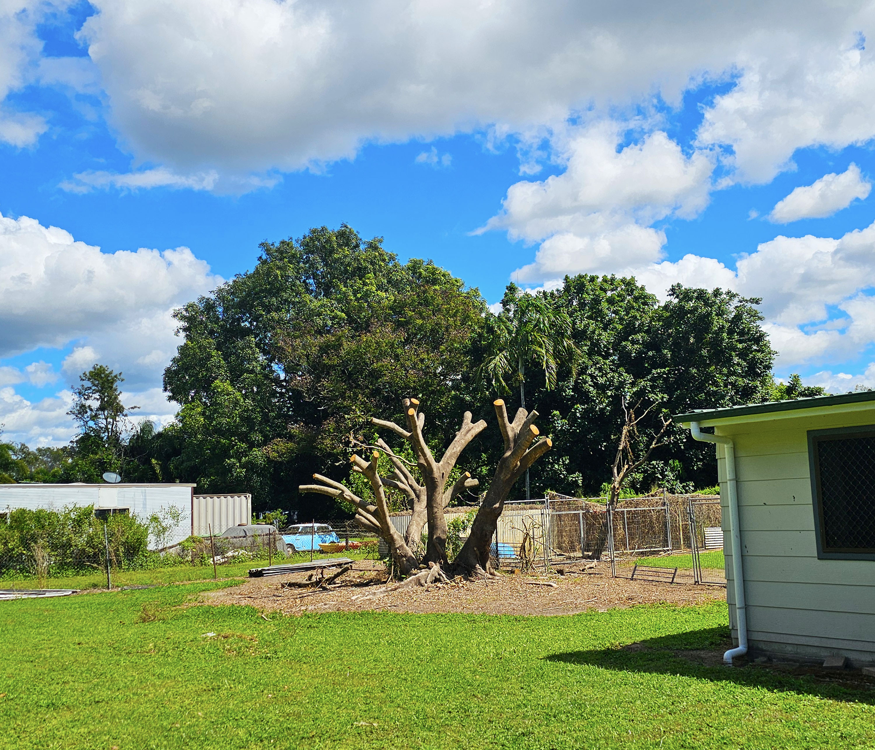 EWP tree service