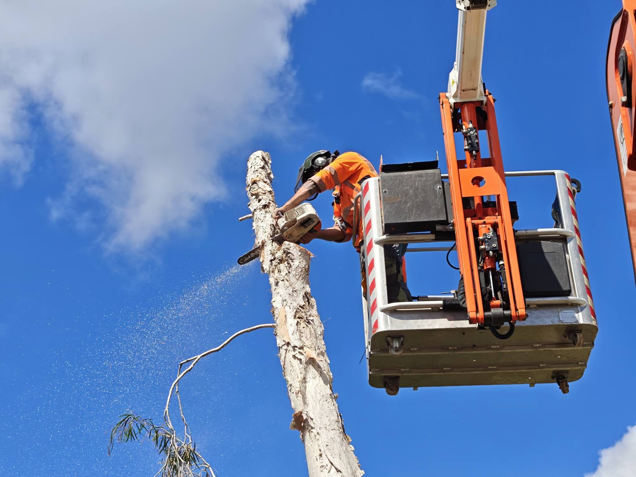 Palm tree maintenance