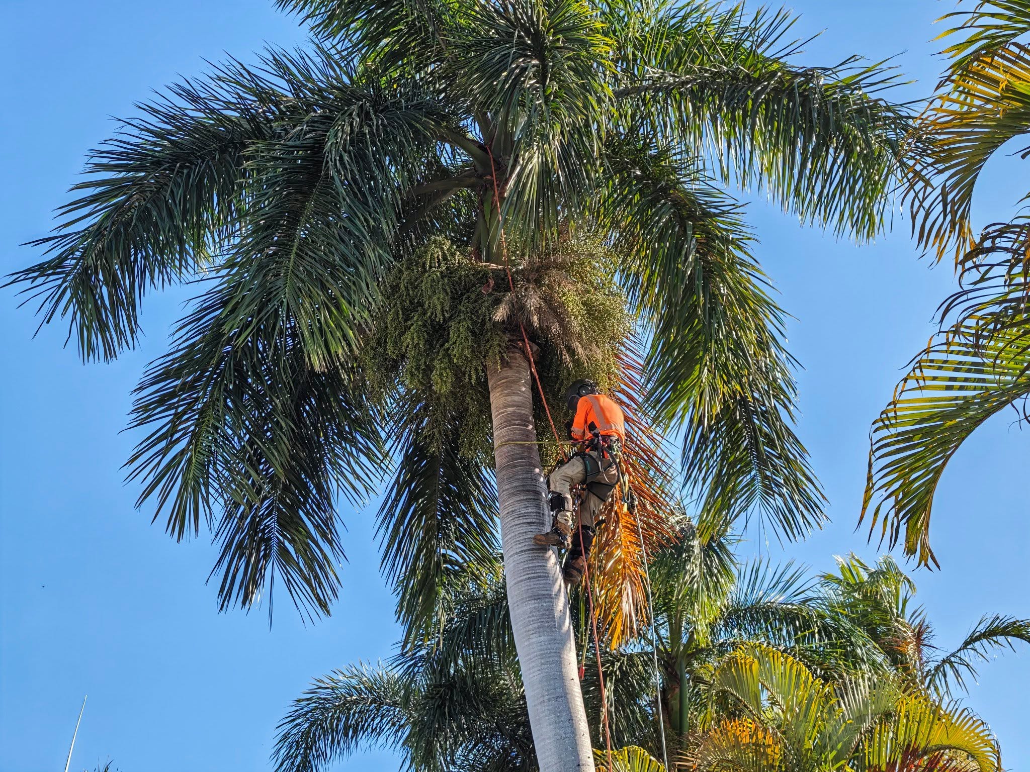 Palm tree maintenance