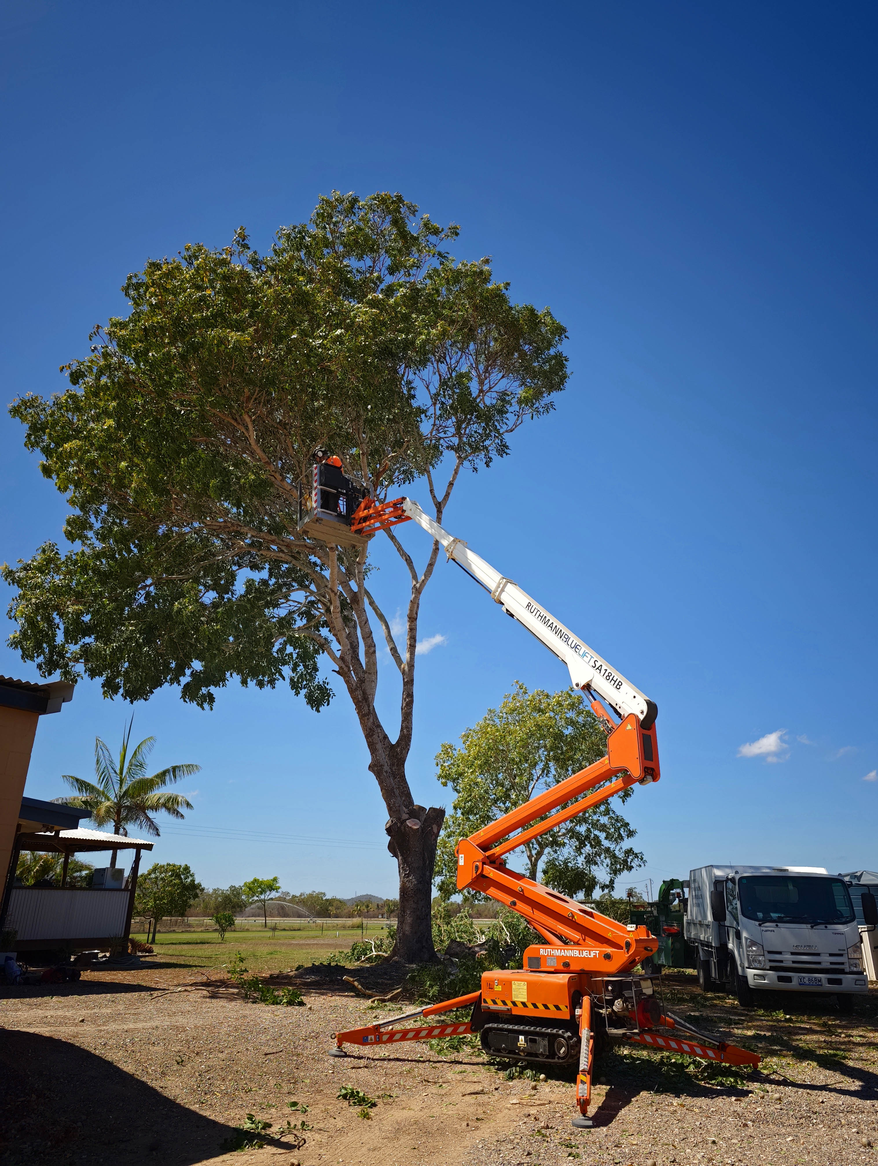 Tree climber working in Townsville