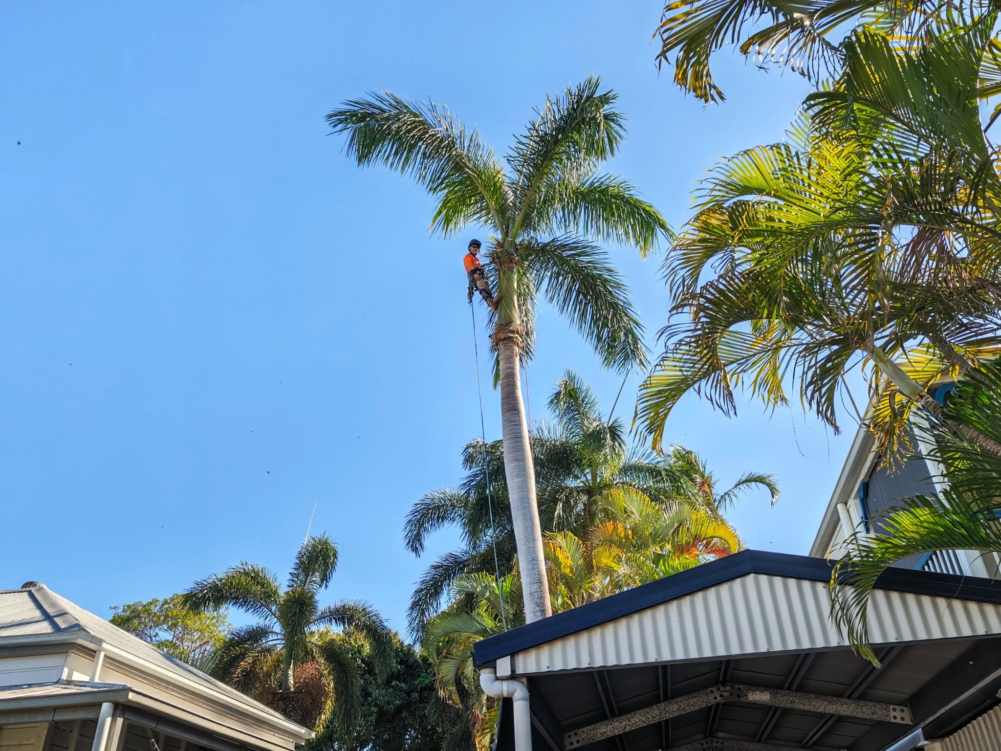 Palm tree maintenance