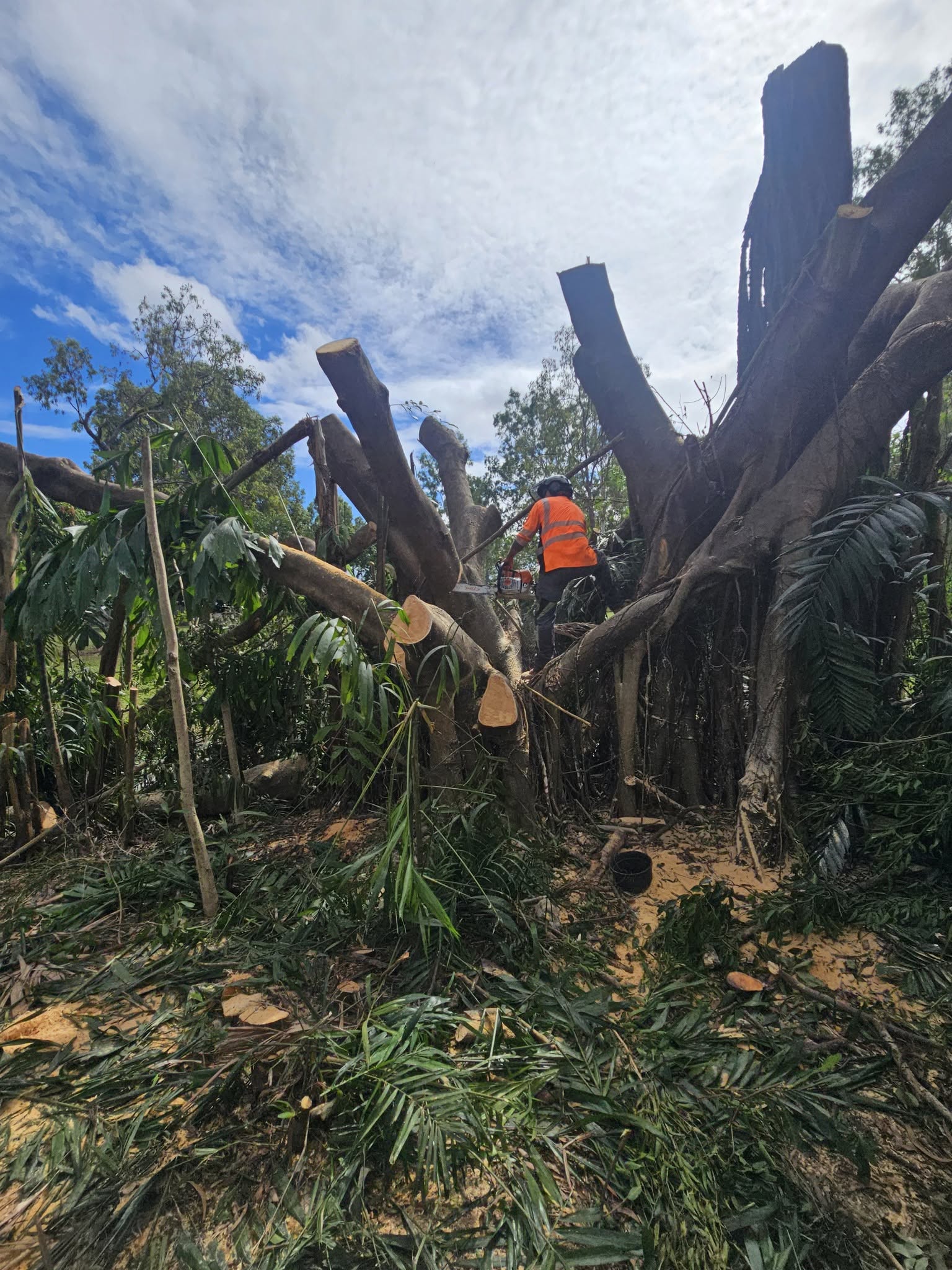 Palm tree maintenance