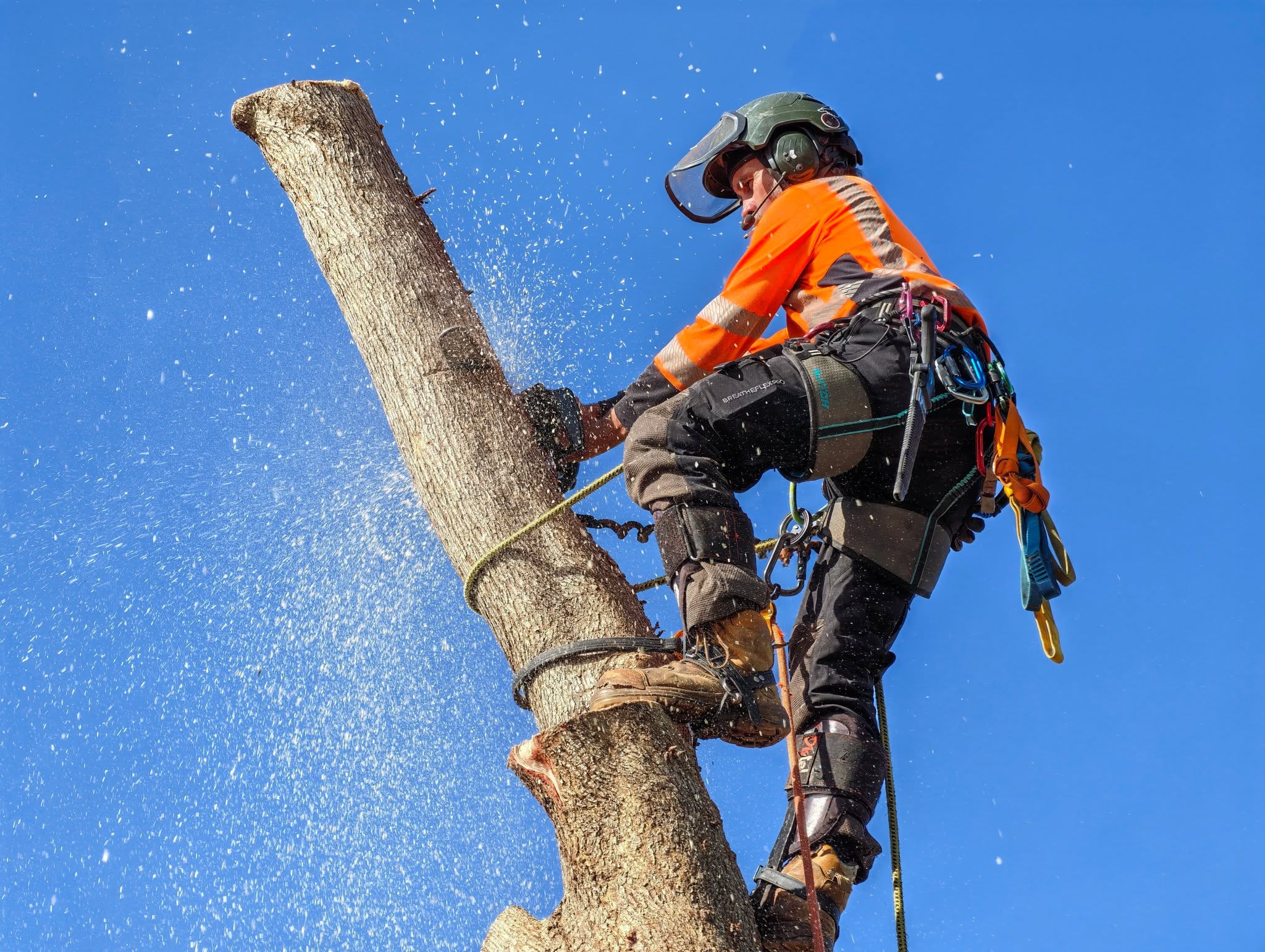 Experienced tree climbers in Townsville